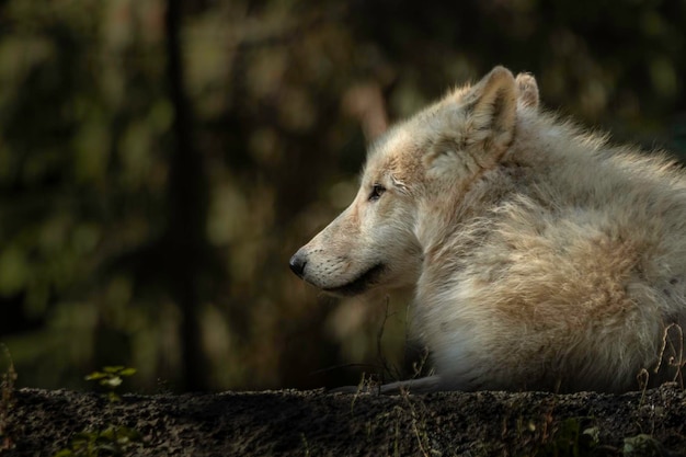 loup arctique