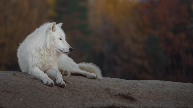 loup arctique