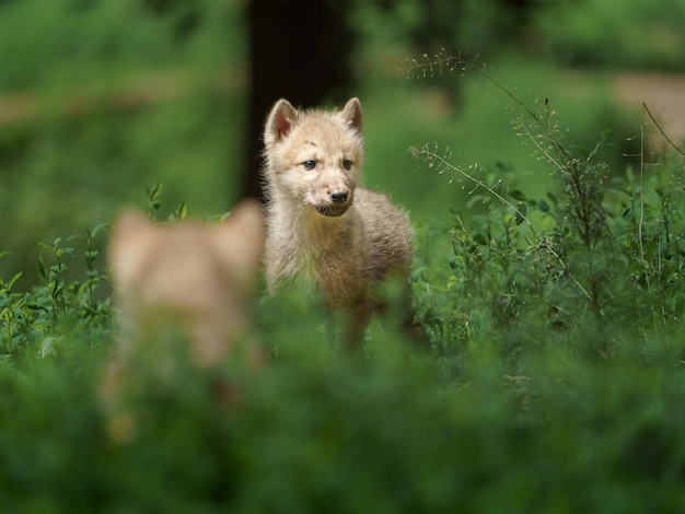 loup arctique