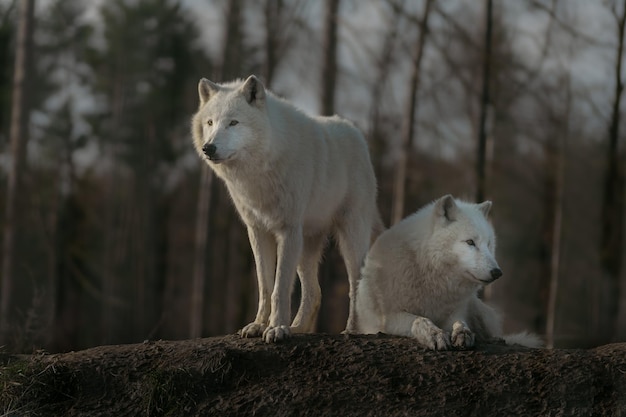 loup arctique