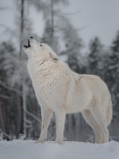 loup arctique