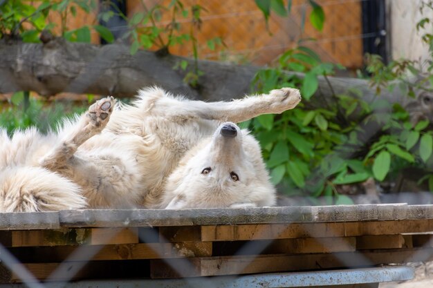 Un loup blanc dans une cage regarde les gens et joue.