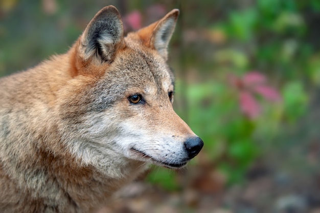 Loup de bois de portrait dans la forêt d'automne