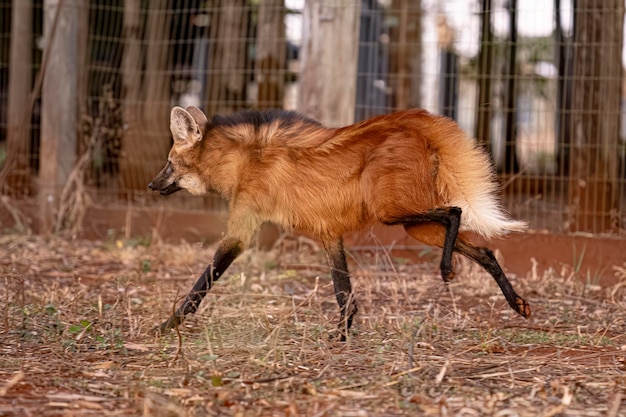 Loup à crinière animale de l'espèce Chrysocyon brachyurus