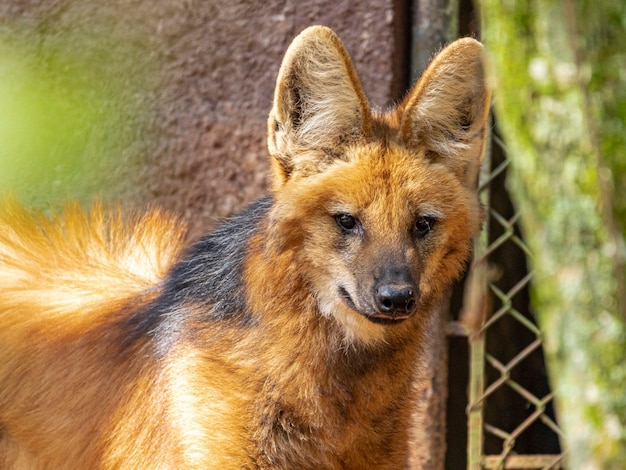 Le loup à crinière (Chrysocyon brachyurus) marche dans le zoo.