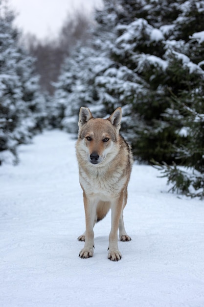 Loup dans une forêt d'hiver enneigéex9xA