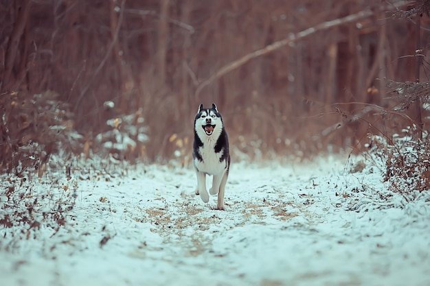 loup dans la forêt d'hiver, nature sauvage du nord, paysage avec animal