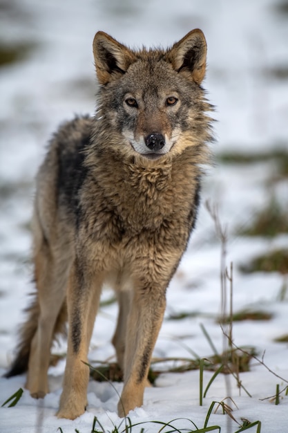 Loup dans la forêt de près. Scène de la faune de la nature hivernale. Animal sauvage dans l'habitat naturel