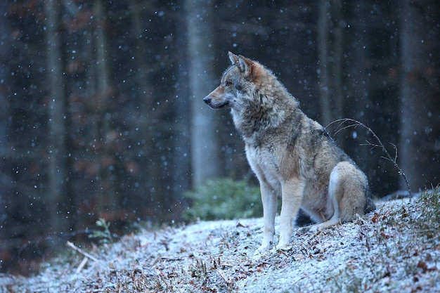 Photo loup eurasien dans l'habitat d'hiver blanc belle forêt d'hiver