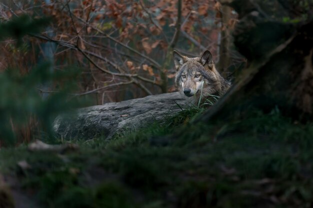 Le loup eurasien