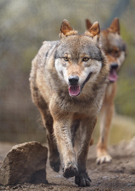 loup eurasien