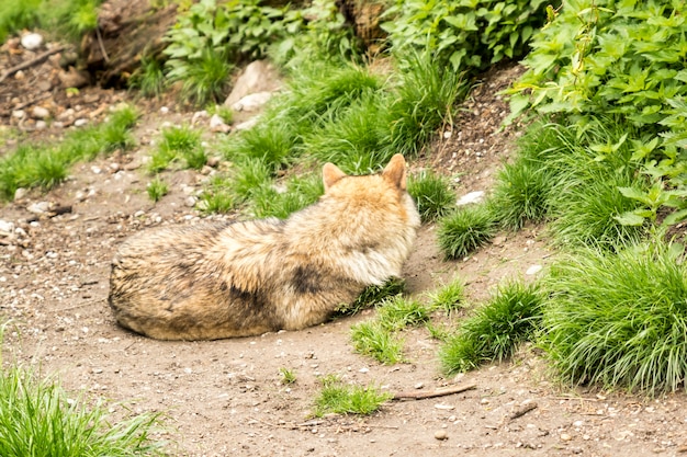 Loup européen