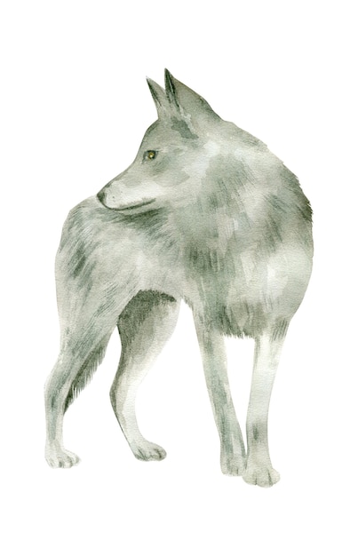 Loup gris aquarelle isolé sur fond blanc