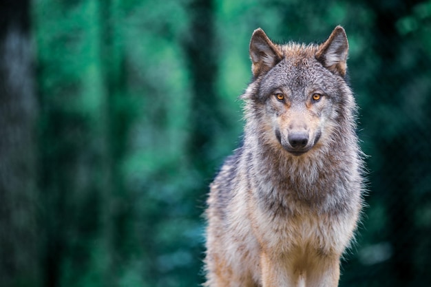 Le loup gris, aussi connu sous le nom de loup du bois, vous regarde droit dans la forêt.