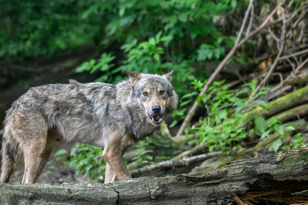 Loup gris, Canis lupus, dans la lumière d'été, dans la forêt. Loup dans l'habitat naturel