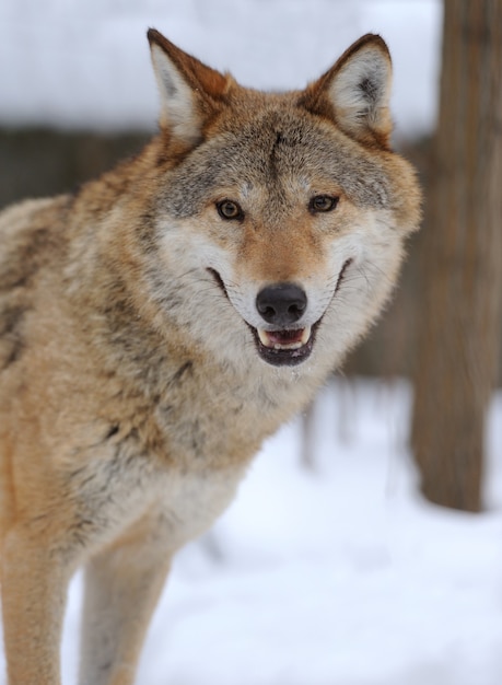 Loup gris (Canis lupus) en hiver