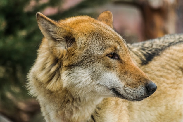 Loup gris (Canis Lupus)