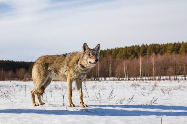 Loup gris sur le fond d&#39;un ciel bleu magnifique. Hiver chaud soleil et neige