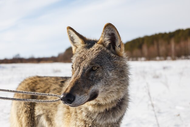 Loup gris sur le fond d&#39;un ciel bleu magnifique. Hiver chaud soleil et neige