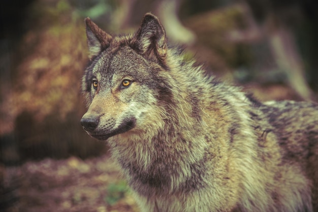 Photo un loup gris rôde dans la forêt.