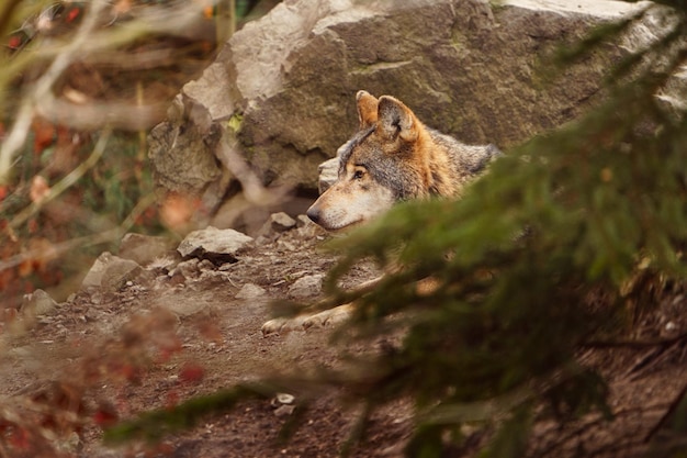 le loup gris