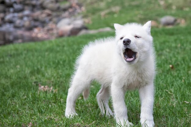 loup hurlant loup hurlant