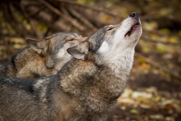 loup hurlant loup hurlant