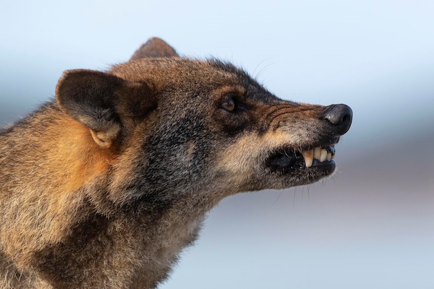 Loup ibérique Canis lupus signatus Zamora Espagne