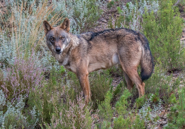 le loup ibérique