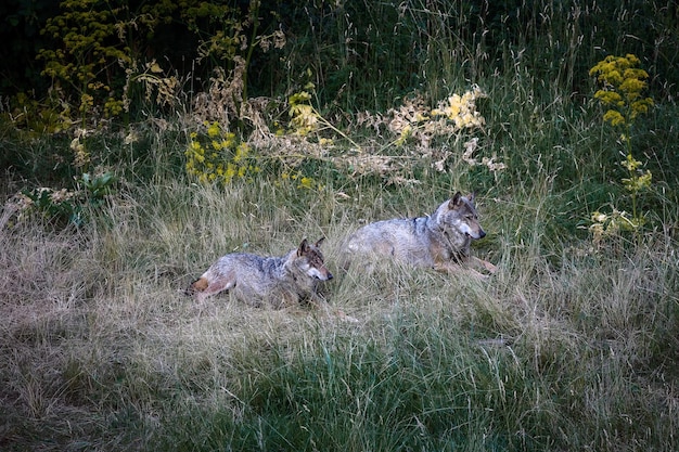 Loup italien Canis Lupus Italicus sous-espèce unique du loup gris indigène spécimen adulte pris dans la forêt