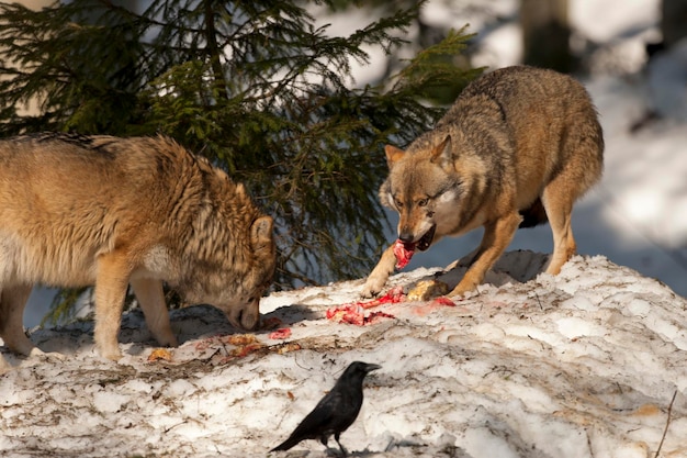 loup en mangeant dans la neige