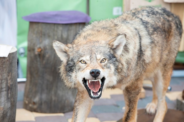 Loup en peluche avec bouche souriante