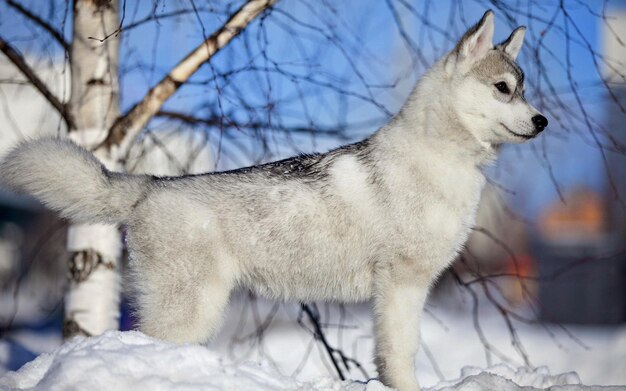 Photo un loup qui se tient dans la neige