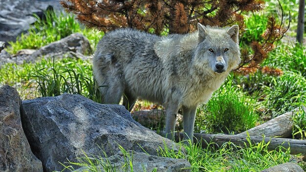 un loup se tient dans l'herbe avec un rocher au premier plan