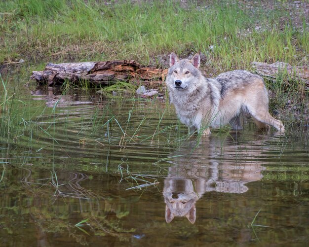 Loup de la toundra dans l'eau avec une belle réflexion et des ondulations circulaires en expansion