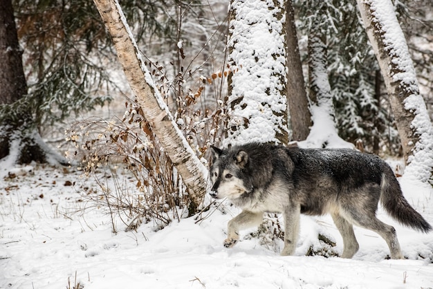 Loup de la toundra se promenant dans les bouleaux