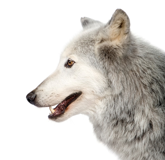 Loup de la vallée du Mackenzie avec 8 ans. Canis lupus occidentalis