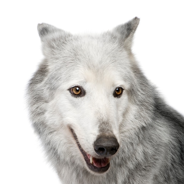 Loup de la vallée du Mackenzie avec 8 ans. Canis lupus occidentalis