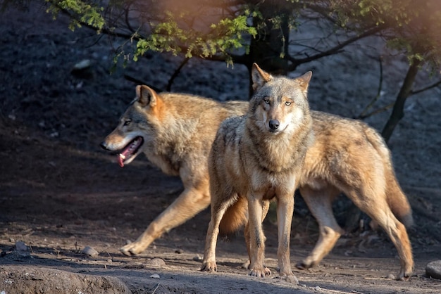 Loups à l'état sauvage
