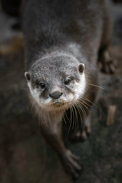 Loutre asiatique à petites griffes