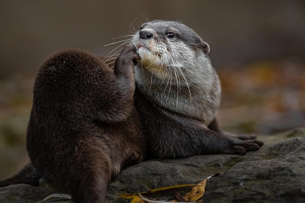 Loutre asiatique à petites griffes