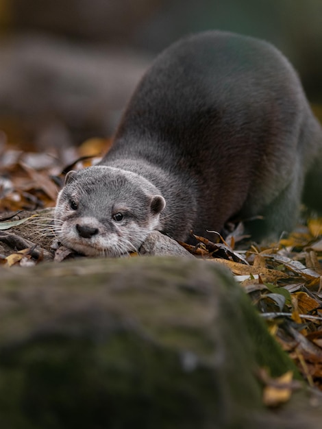 Loutre asiatique à petites griffes