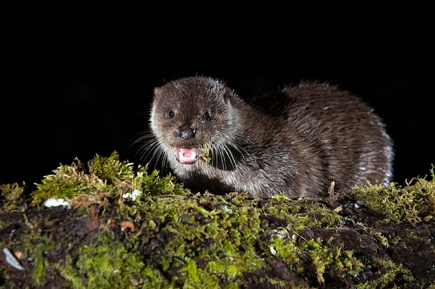 Photo une loutre dans une rivière de montagne par une froide journée d'hiver dans une forêt eurosibérienne