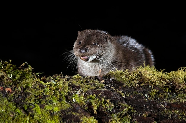 Une loutre dans une rivière de montagne par une froide journée d'hiver dans une forêt eurosibérienne