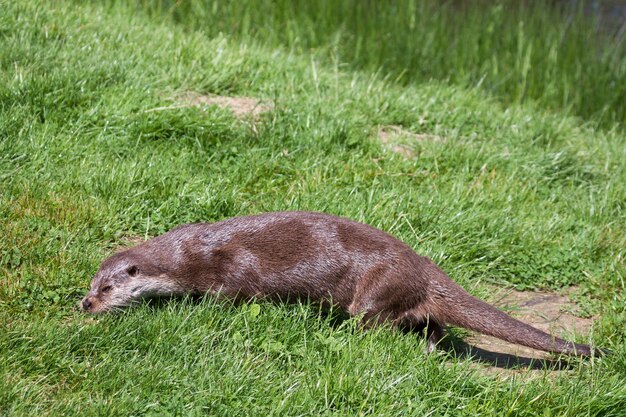 Loutre D'eurasie Lutra Lutra Dans Son Habitat Naturel