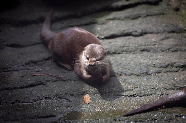 La loutre eurasienne Lutra lutra est un mammifère semi-aquatique originaire d'Eurasie