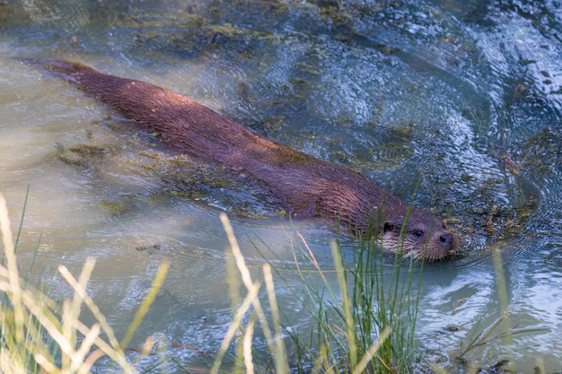 Loutre eurasienne (Lutra lutra) nageant dans le lac