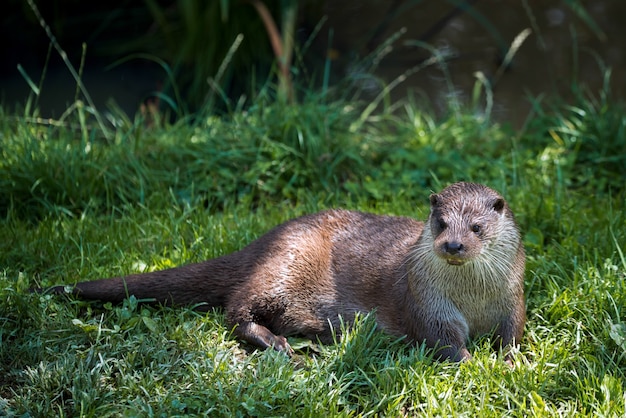 Loutre eurasienne (Lutra lutra)