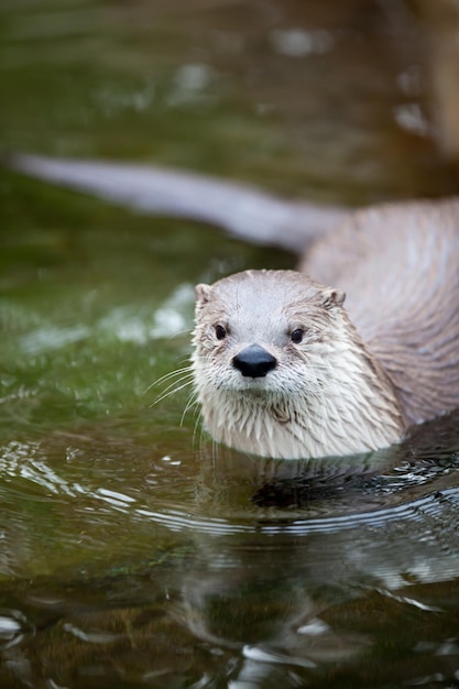 Loutre d'Europe Lutra lutra également connue sous le nom de loutre eurasienne loutre de rivière eurasienne loutre commune et loutre de l'Ancien Monde