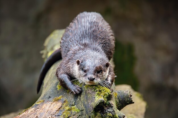 Photo la loutre européenne repose sur le tronc d'un arbre